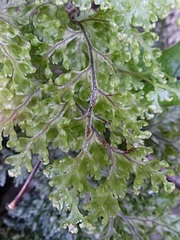 Hymenophyllum scabrum