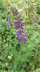Salvia sclareoides