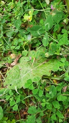 Salvia sclareoides