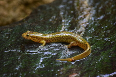 Desmognathus planiceps