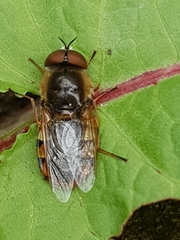 Odontomyia ornata