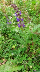 Salvia sclareoides