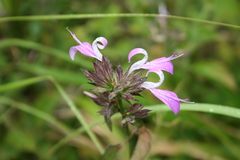 Dicliptera clinopodia