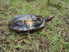 Platemys platycephala