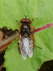 Odontomyia ornata