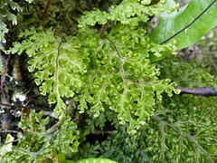 Hymenophyllum scabrum