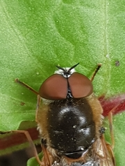 Odontomyia ornata