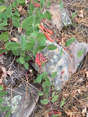 Lonicera arizonica