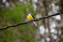 Motacilla flaviventris