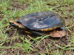Platemys platycephala
