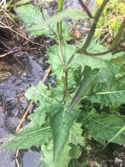 Crepis paludosa