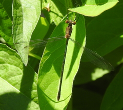Lestes inaequalis
