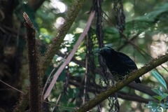 Philepitta castanea