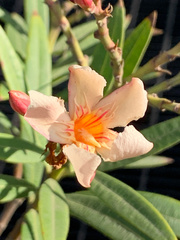 Nerium oleander