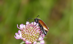 Lydus trimaculatus italicus