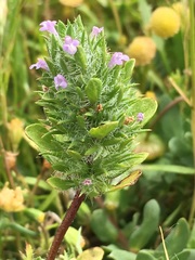 Pogogyne zizyphoroides