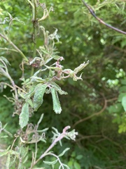Rhododendron canadense