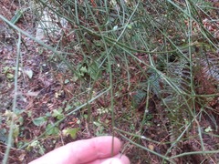 Carmichaelia australis