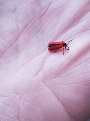 Dictyoptera simplicipes