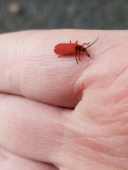 Dictyoptera simplicipes