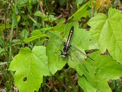 Leucorrhinia intacta