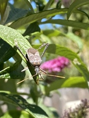 Leptoglossus zonatus
