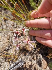 Pelargonium longifolium