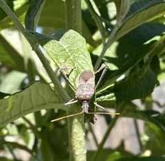 Leptoglossus zonatus