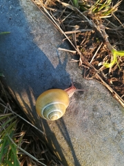 Cepaea hortensis