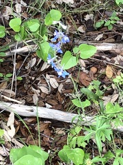 Delphinium carolinianum