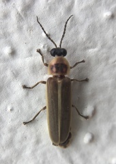Photinus signaticollis