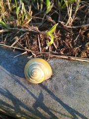 Cepaea hortensis