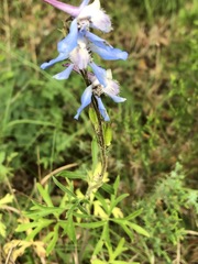 Delphinium carolinianum