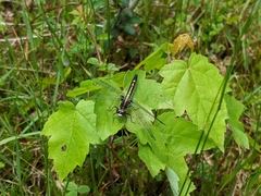 Leucorrhinia intacta