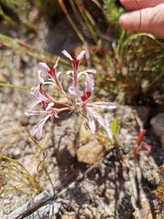 Pelargonium longifolium
