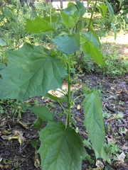 Chenopodiastrum hybridum