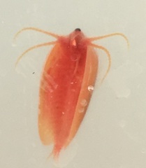 Cyzicus californicus