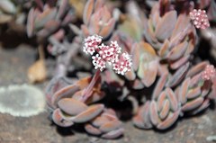 Crassula swaziensis