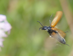 Lydus trimaculatus italicus