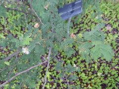 Mimosa aculeaticarpa aculeaticarpa