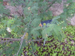 Mimosa aculeaticarpa aculeaticarpa