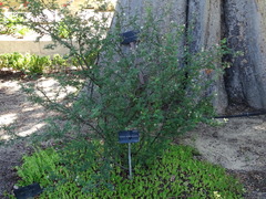 Mimosa aculeaticarpa aculeaticarpa