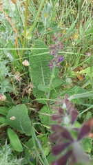 Salvia sclareoides