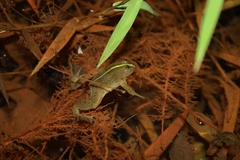 Occidozyga lima