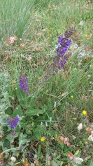 Salvia sclareoides