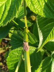 Coreus marginatus