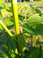 Coreus marginatus