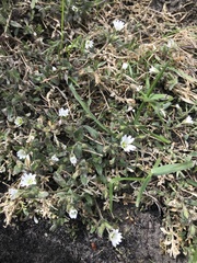 Cerastium beeringianum