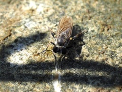 Laphystia