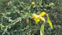 Parkinsonia texana